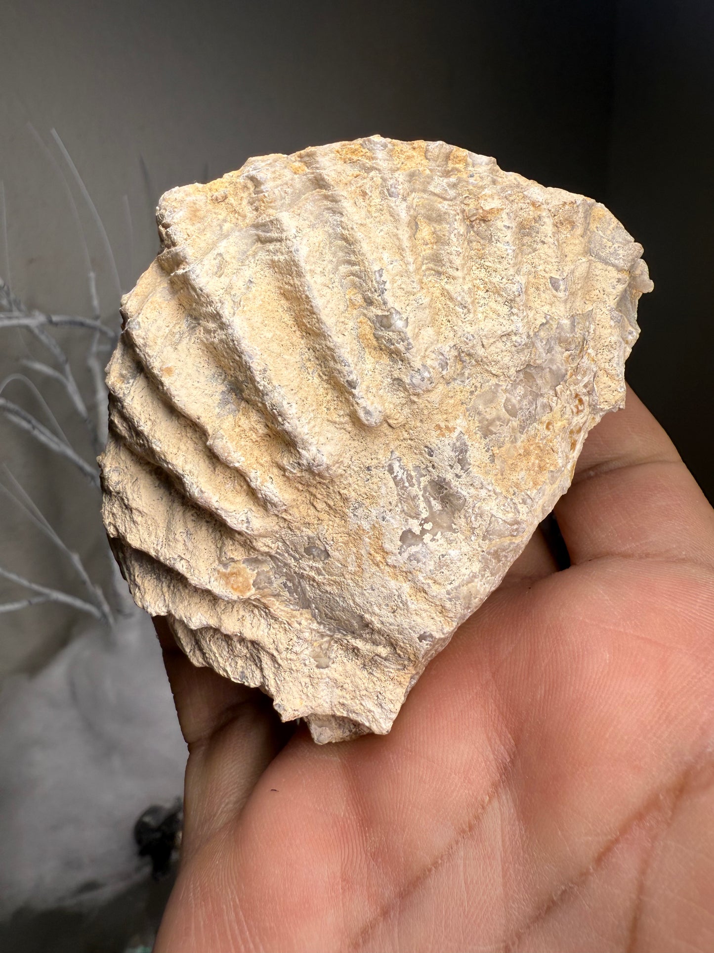 Fossilized Clam