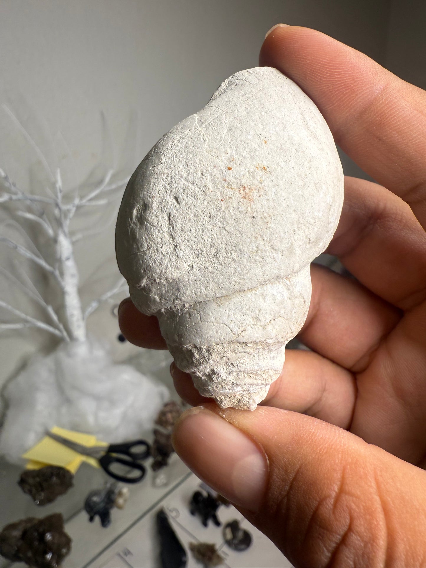 Fossilized Sea Snail