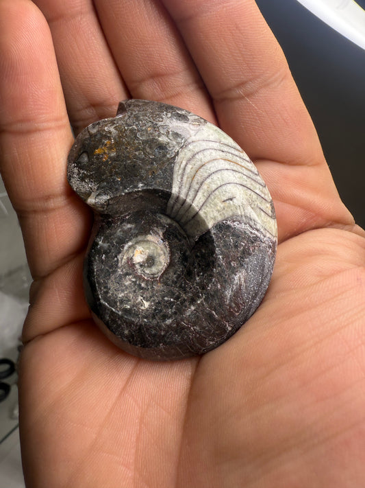 Ammonite From Morocco