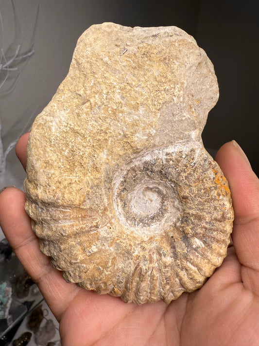 Fossilized Ammonite