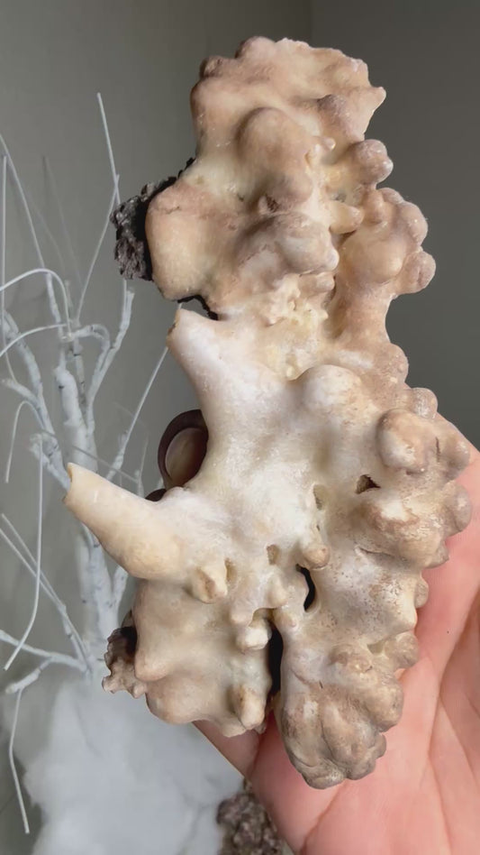 Brown stalactite with iron