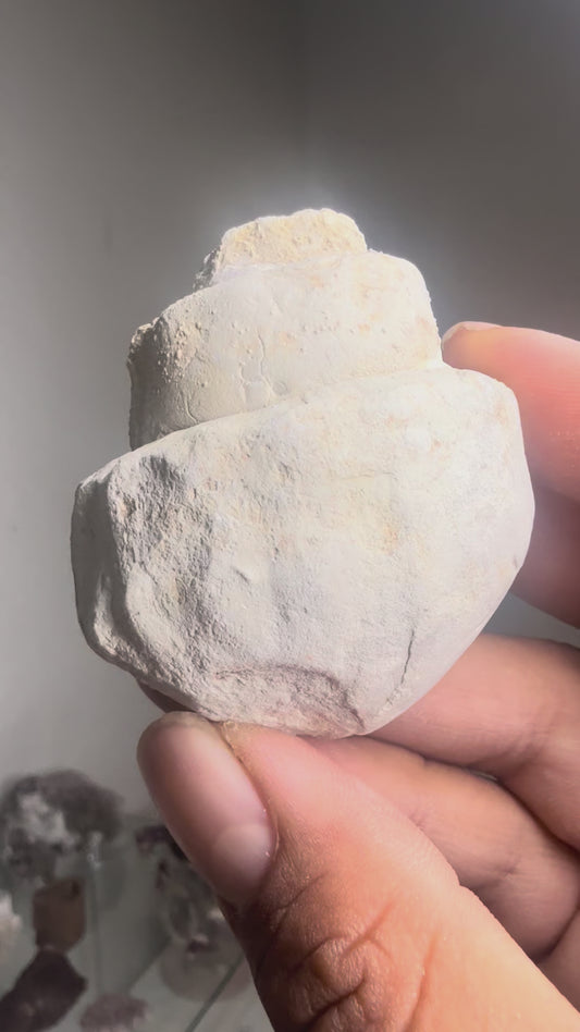 Fossilized snail