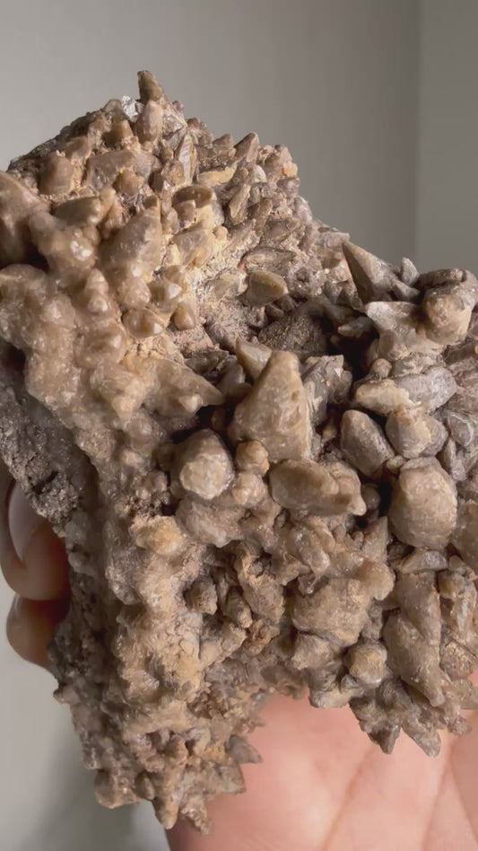 Chocolate Dog Tooth calcite with Quartz